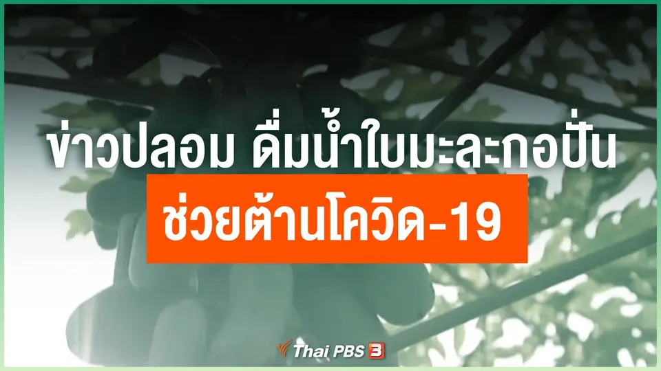 ข่าวปลอม ดื่มน้ำใบมะละกอปั่นช่วยต้านโควิด-19