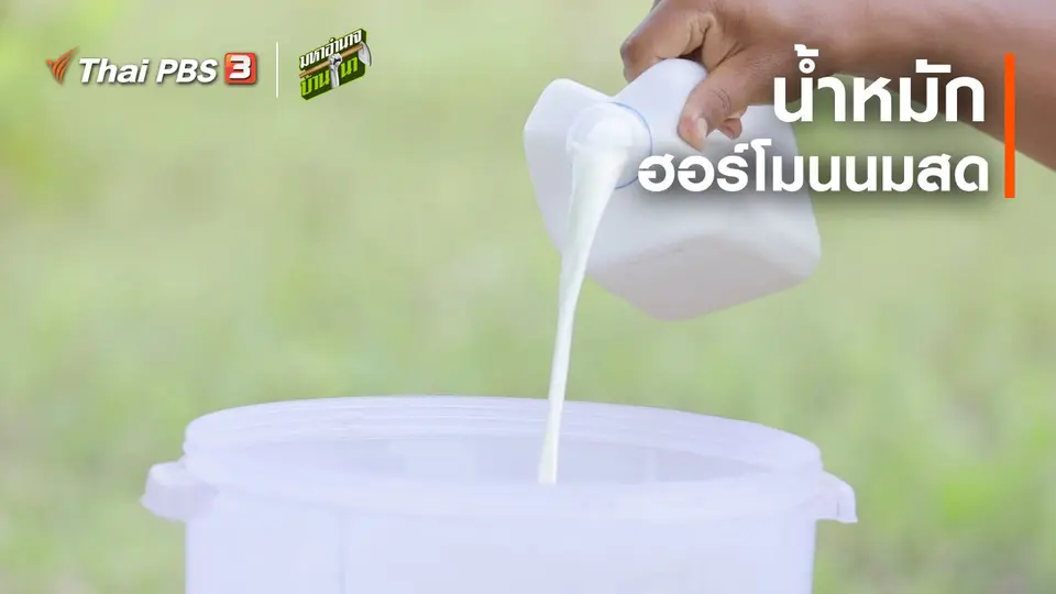 ​สูตรลับฉบับบ้านนา : น้ำหมักฮอร์โมนนมสด
