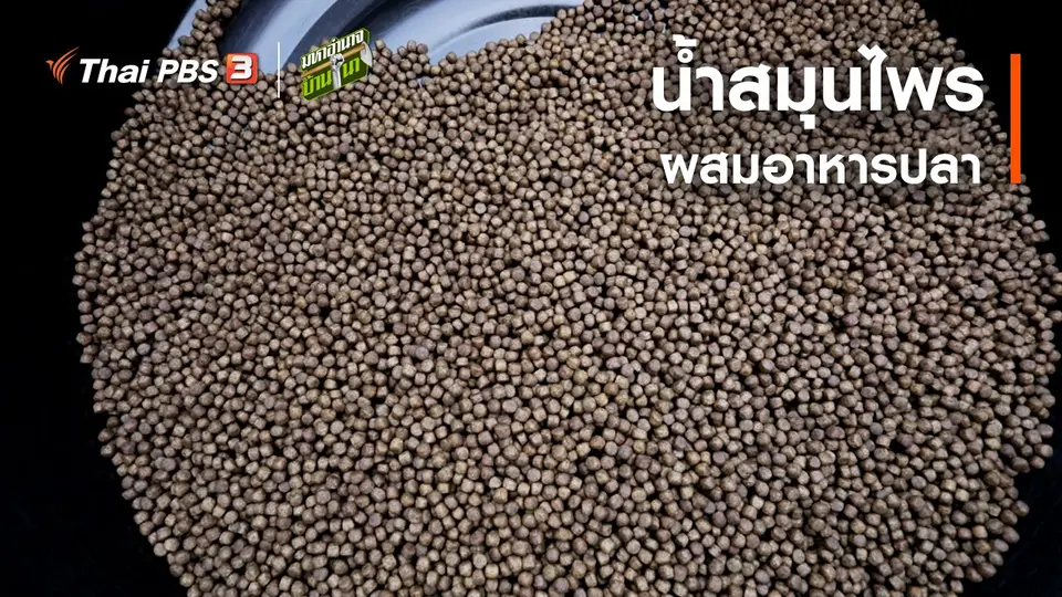 น้ำสมุนไพรผสมอาหารปลา : สูตรลับฉบับบ้านนา