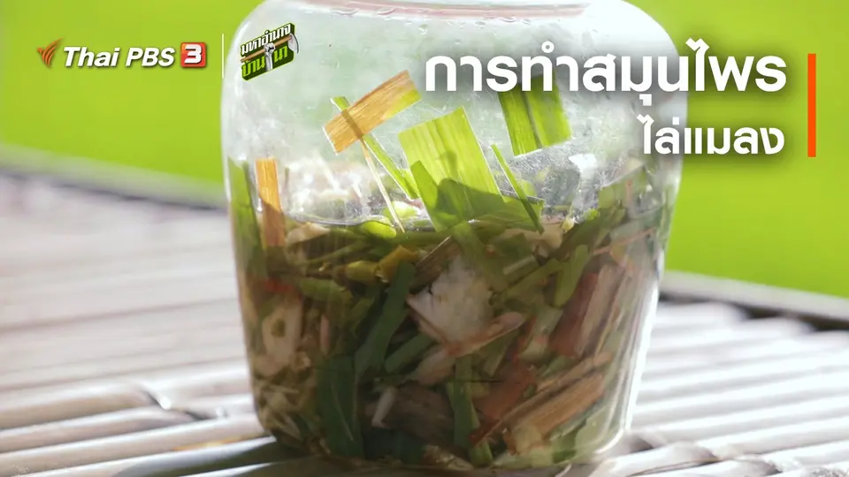 สูตรลับฉบับบ้านนา : การทำสมุนไพรไล่แมลง
