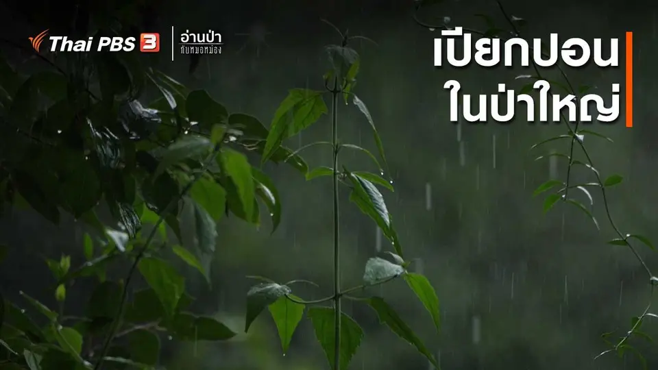 ส่องธรรมชาติ : เปียกปอนในป่าใหญ่