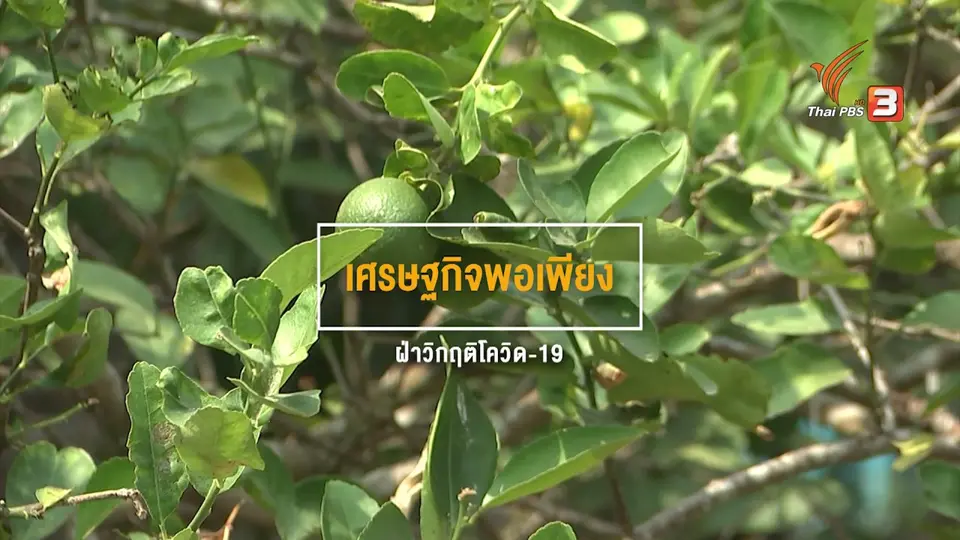 ดอกผลของความยั่งยืน : เศรษฐกิจพอเพียง ฝ่าวิกฤตโควิด-19