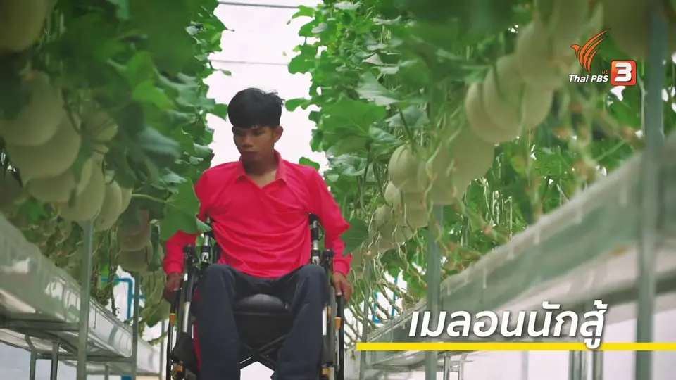 ดอกผลของความยั่งยืน : เกษตรกรนักสู้ ปลูกเมลอนสร้างรายได้