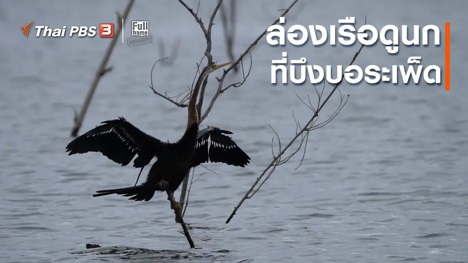 ภาพช็อตเด็ด : ล่องเรือดูนกที่บึงบอระเพ็ด