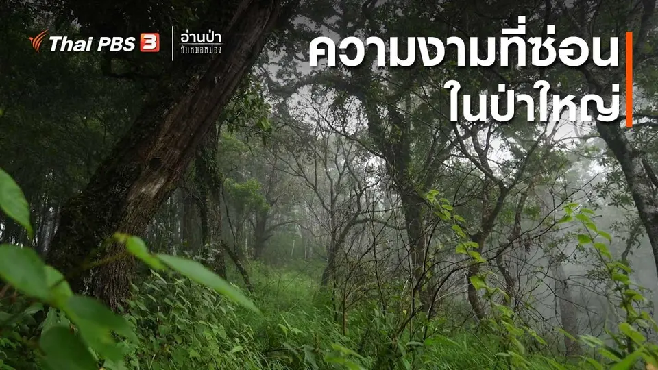 ส่องธรรมชาติ : ความงามที่ซ่อนอยู่ในป่าใหญ่