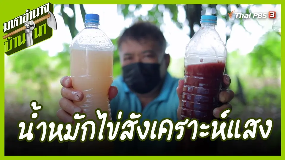 ​สูตรลับฉบับบ้านนา : น้ำหมักไข่สังเคราะห์แสง