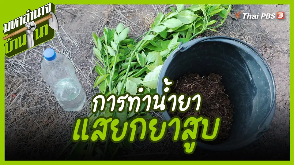 สูตรลับฉบับบ้านนา : การทำน้ำยาแสยกยาสูบ