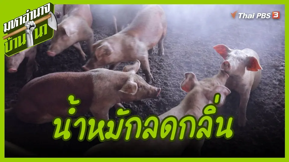 สูตรลับฉบับบ้านนา : น้ำหมักลดกลิ่น