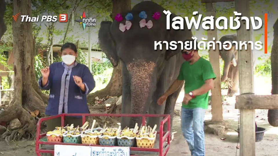 ​ไลฟ์สดช้างหารายได้ค่าอาหาร จ.ประจวบคีรีขันธ์