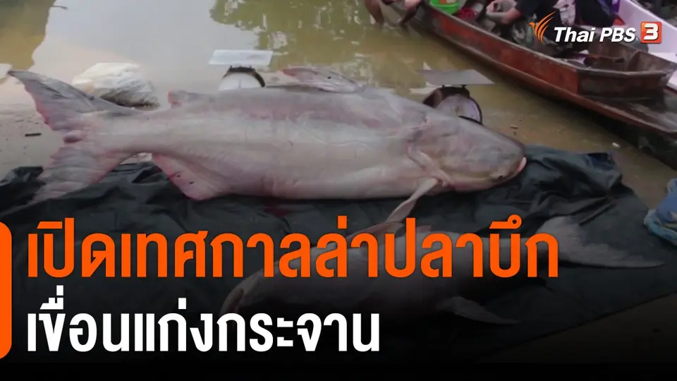 เปิดเทศกาลล่าปลาบึกเขื่อนแก่งกระจาน