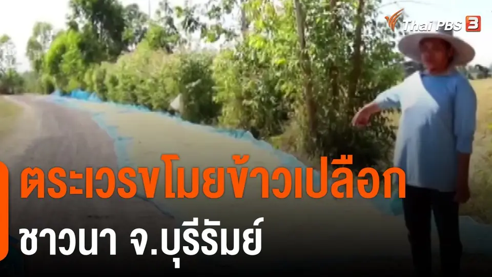 ตระเวรขโมยข้าวเปลือกชาวนา จ.บุรีรัมย์