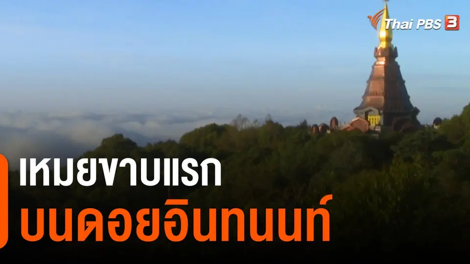 ​เหมยขาบแรกบนดอยอินทนนท์ จ.เชียงใหม่