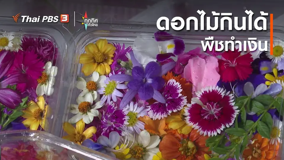 ​อาชีพทั่วไทย : ดอกไม้กินได้พืชทำเงิน กทม.