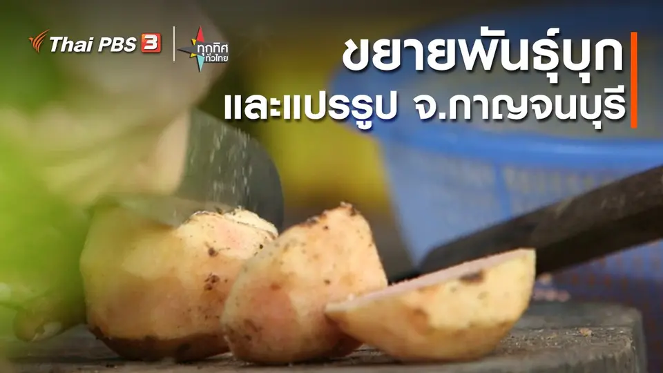 ​วิถีทั่วไทย : ขยายพันธุ์บุกและแปรรูป จ.กาญจนบุรี