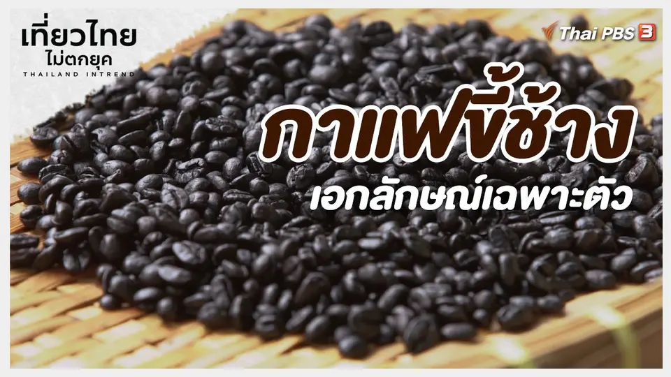 เที่ยวทั่วไทย : กาแฟขี้ช้าง