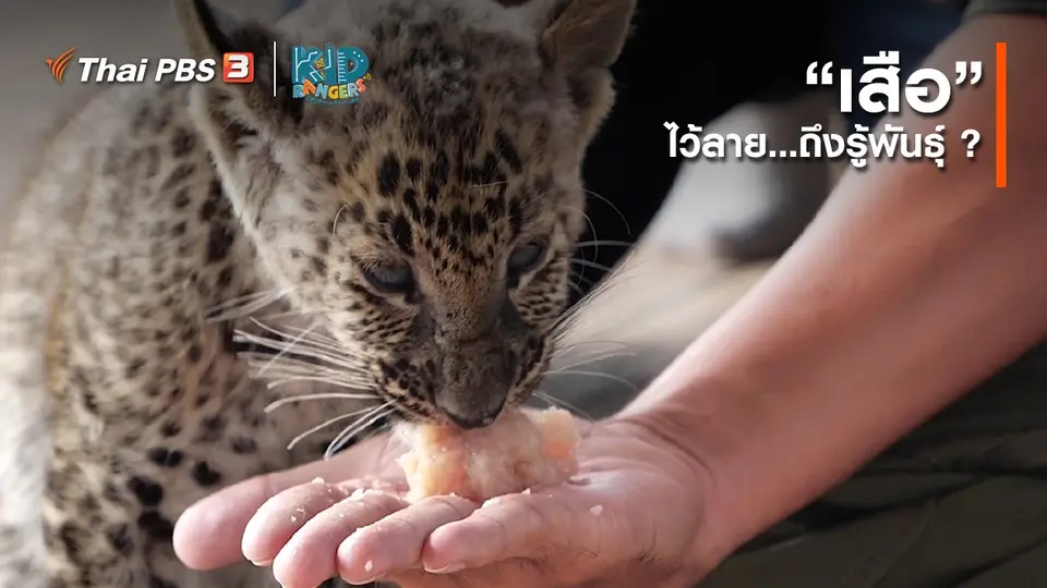 คิดส์เรียนรู้ : “เสือ” ไว้ลายถึงรู้พันธุ์ ?