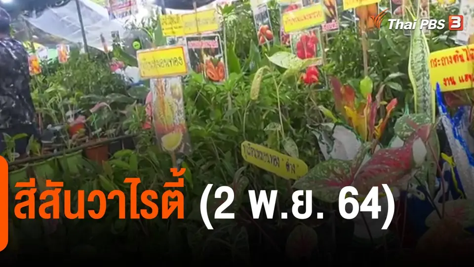 ​สีสันวาไรตี้ (2 พ.ย. 64)