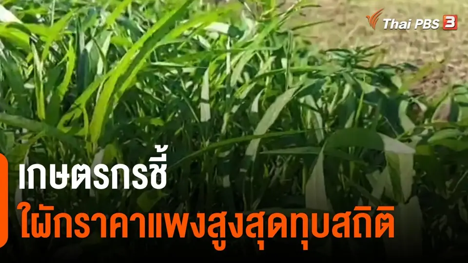 ​กินอยู่รู้รอบ : เกษตรกรชี้ผักราคาแพงสูงสุดทุบสถิติ