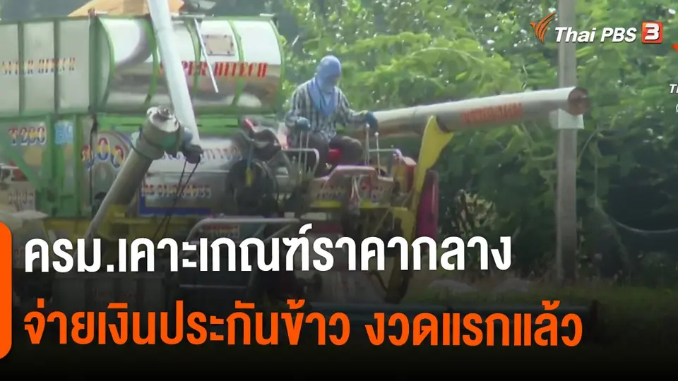 ​กินอยู่รู้รอบ : ครม.เคาะเกณฑ์ราคากลางจ่ายเงินประกันข้าว งวดแรกแล้ว