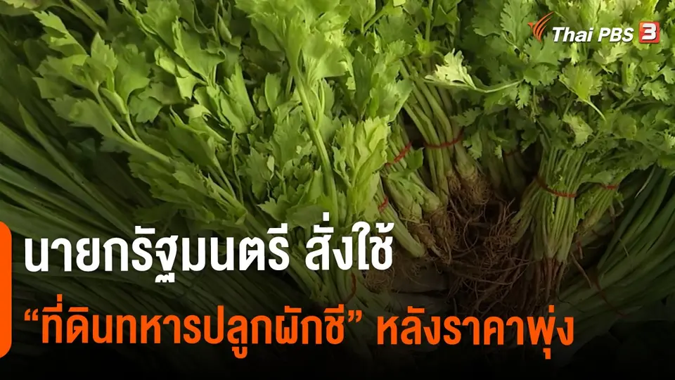 นายกรัฐมนตรี สั่งใช้ "ที่ดินทหารปลูกผักชี" หลังราคาพุ่ง