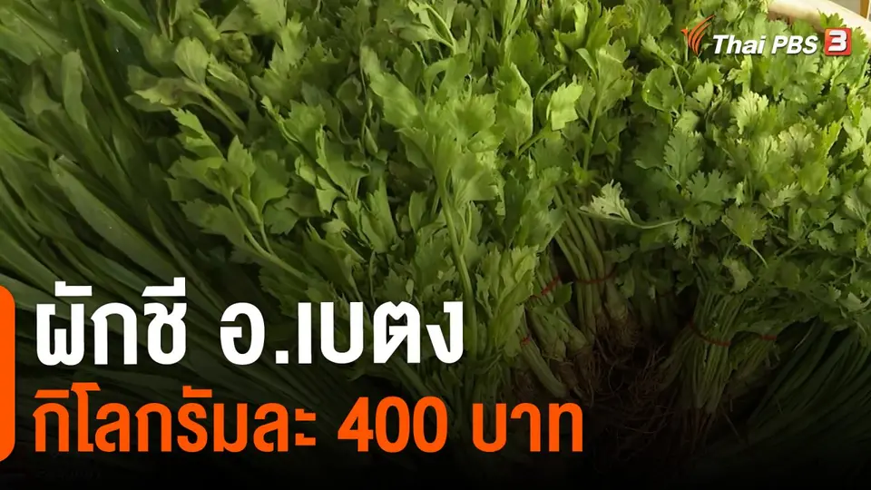 ​ผักชี อ.เบตง กิโลกรัมละ 400 บาท