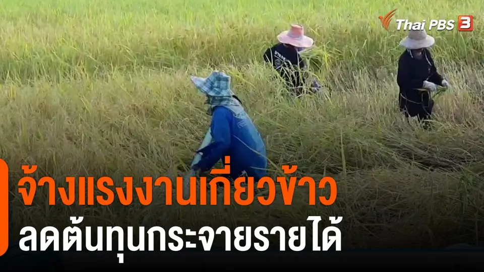 จ้างแรงงานเกี่ยวข้าวลดต้นทุนกระจายรายได้