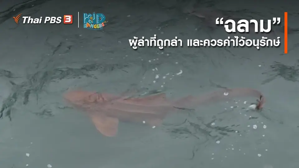 ​คิดส์เรียนรู้ : “ฉลาม” ผู้ล่าที่ถูกล่า และควรค่าไว้อนุรักษ์
