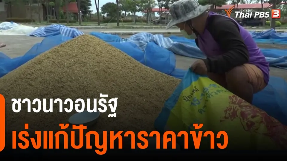 ชาวนาวอนรัฐเร่งแก้ปัญหาราคาข้าว
