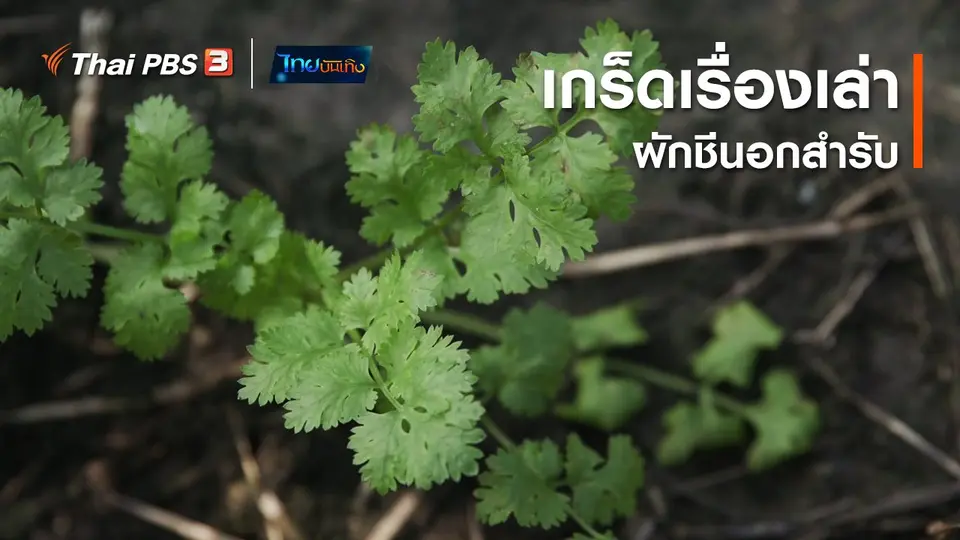 เรื่องนี้มีตำนาน : เกร็ดเรื่องเล่าผักชีนอกสำรับ