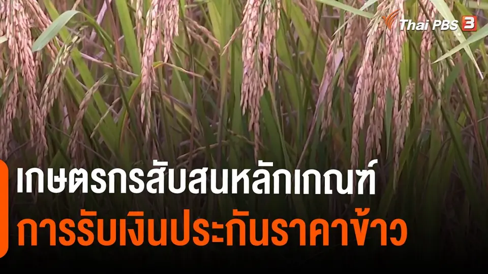 ​วัคซีนเศรษฐกิจ : เกษตรกรสับสนหลักเกณฑ์การรับเงินประกันราคาข้าว