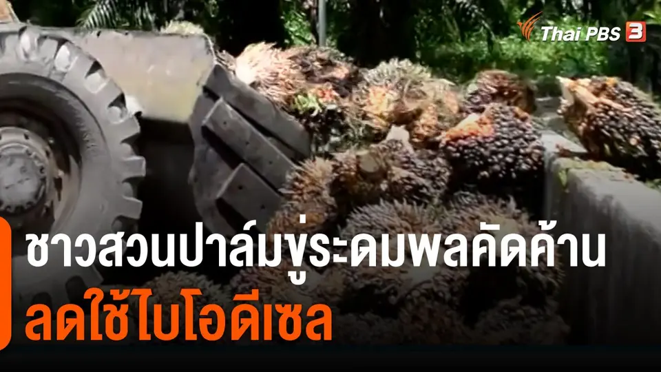 ​กินอยู่รู้รอบ : ชาวสวนปาล์มขู่ระดมพลคัดค้านลดใช้ไบโอดีเซล