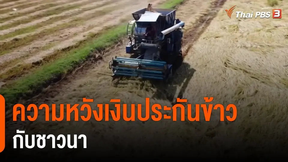 ​กินอยู่รู้รอบ : ความหวังเงินประกันข้าวกับชาวนา