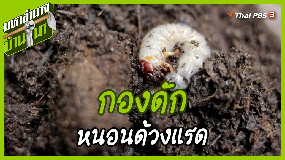 ​สูตรลับฉบับบ้านนา : กองดักหนอนด้วงแรด