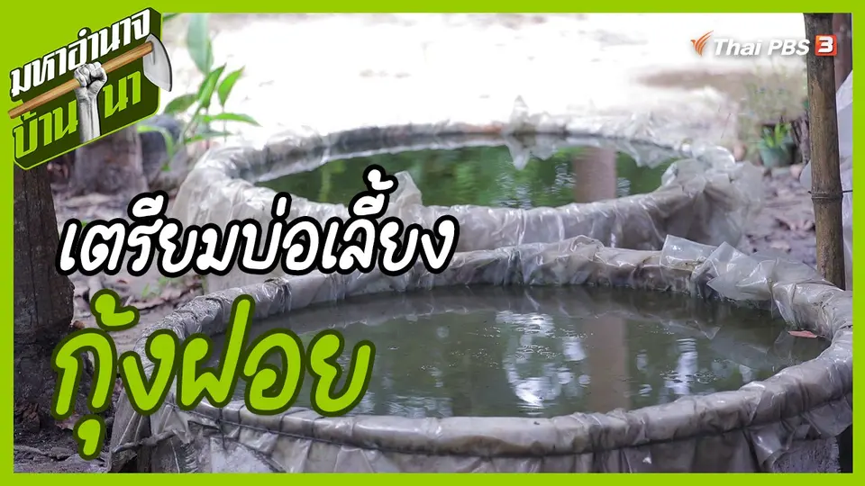 สูตรลับฉบับบ้านนา : การเตรียมบ่อเลี้ยงกุ้งฝอยฉบับพี่ฝ้าย