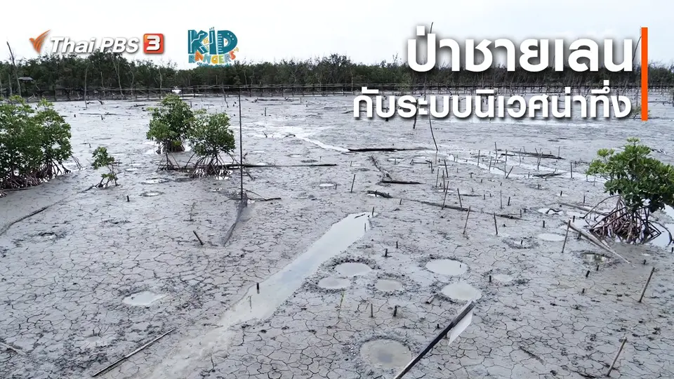 คิดส์เรียนรู้ : ป่าชายเลนกับระบบนิเวศน่าทึ่ง