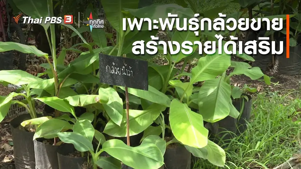 ​อาชีพทั่วไทย : เพาะพันธุ์กล้วยขายสร้างรายได้เสริม จ.ปราจีนบุรี