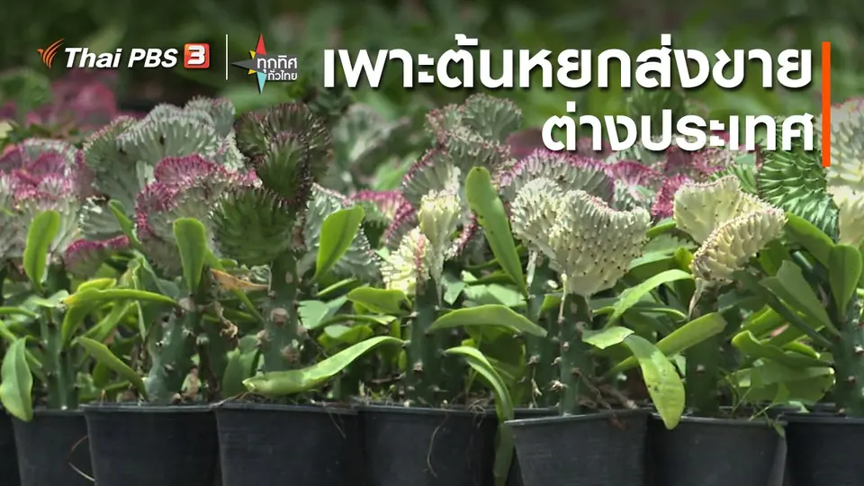​อาชีพทั่วไทย : เพาะต้นหยกส่งขายต่างประเทศ