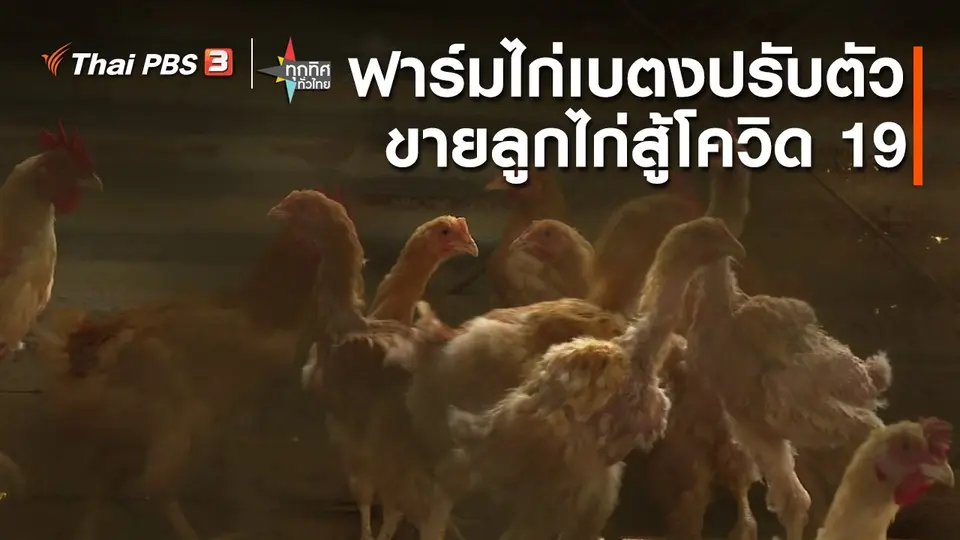 ​ฟาร์มไก่เบตงปรับตัวขายลูกไก่สู้โควิด 19 จ.ยะลา