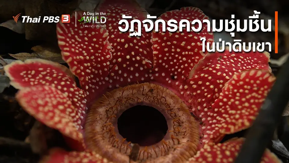 วิถีธรรมชาติ : วัฏจักรความชุ่มชื้นในป่าดิบเขา
