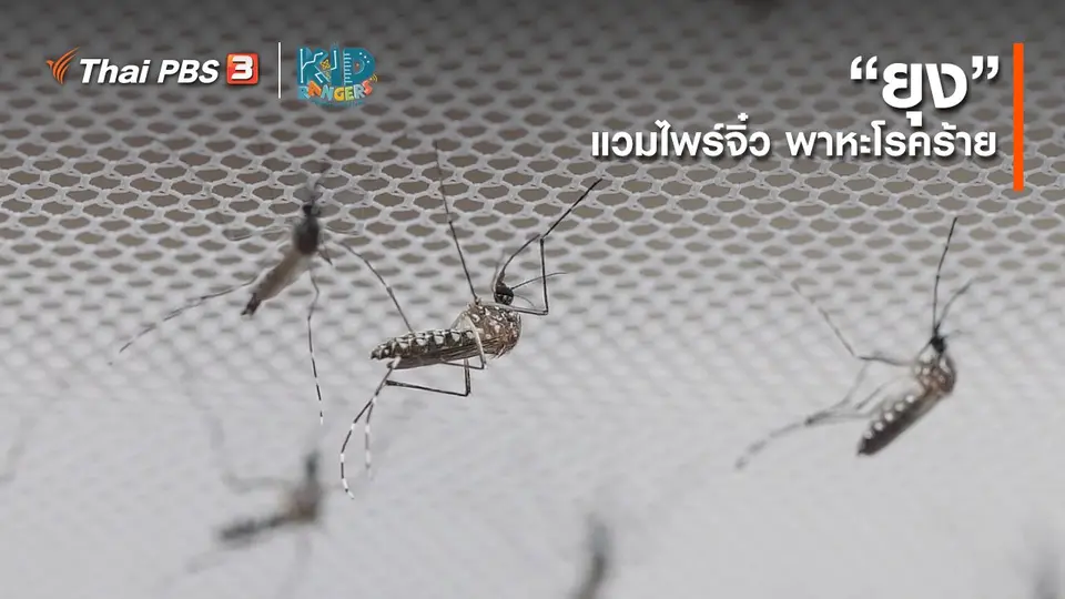 คิดส์เรียนรู้ : “ยุง” แวมไพร์จิ๋ว พาหะโรคร้าย
