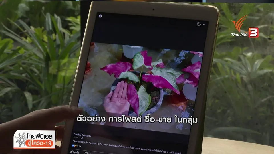 ​เตือนภัย(ออนไลน์) รายวัน : เด็ก 12 ปีถูกหลอกซื้อบอนสีชายชล