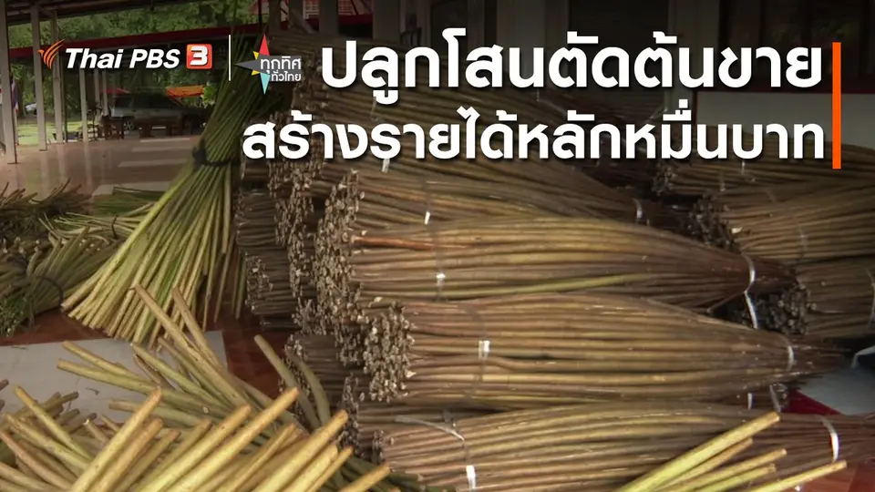 ​อาชีพทั่วไทย : ปลูกโสนตัดต้นขายสร้างรายได้หลักหมื่นบาท