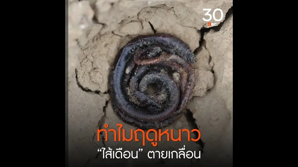 ทำไมฤดูหนาว “ไส้เดือน” ตายเกลื่อน