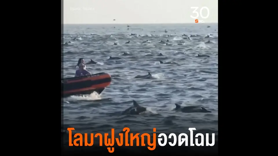 โลมาฝูงใหญ่อวดโฉม