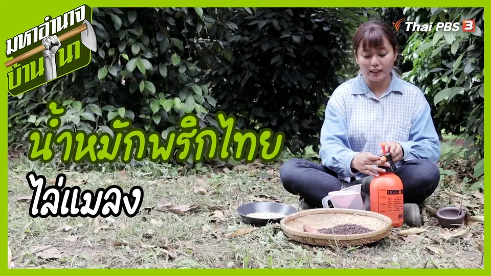 ​สูตรลับฉบับบ้านนา : น้ำหมักพริกไทยไล่แมลง