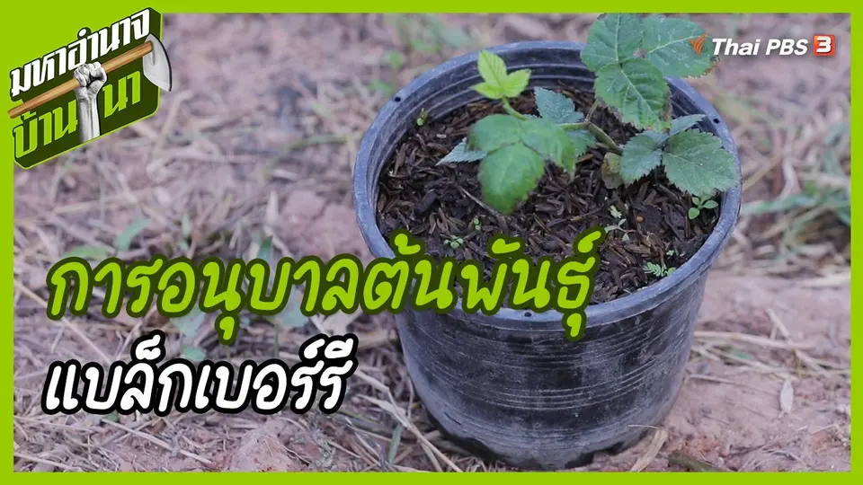 ​สูตรลับฉบับบ้านนา : การอนุบาลต้นพันธุ์แบล็กเบอร์รี