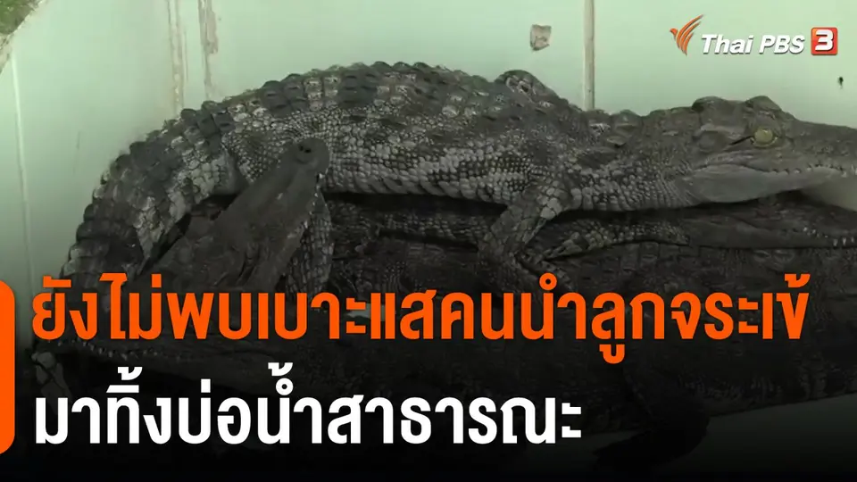 ยังไม่พบเบาะแสคนนำลูกจระเข้มาทิ้งบ่อน้ำสาธารณะ