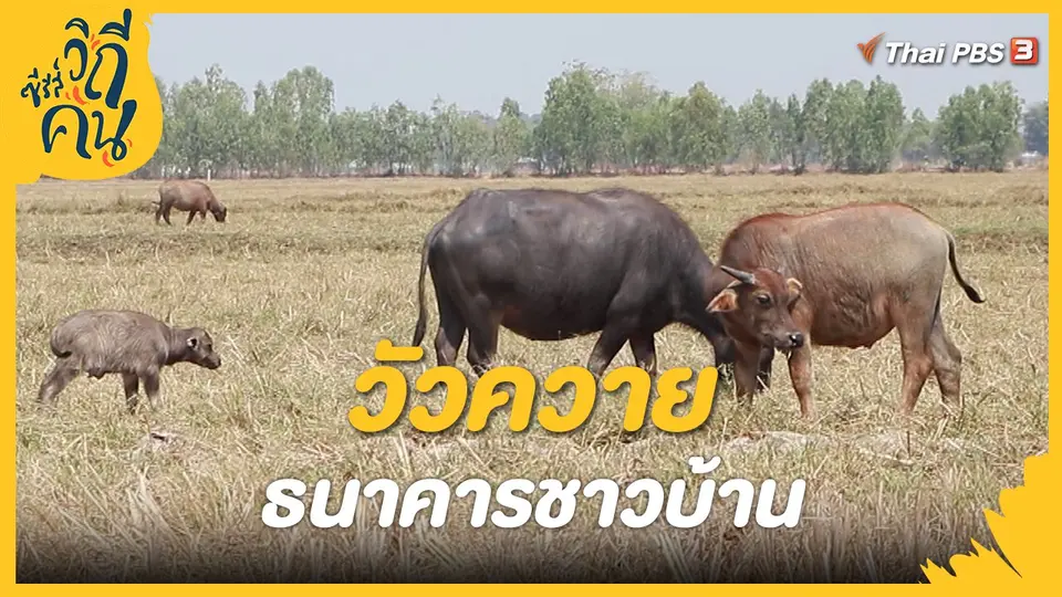วัวควาย ธนาคารชาวบ้าน