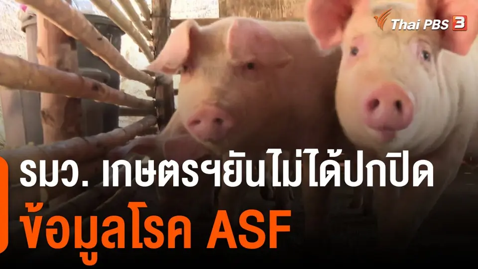 รมว.เกษตรฯยันไม่ได้ปกปิดข้อมูลโรค ASF
