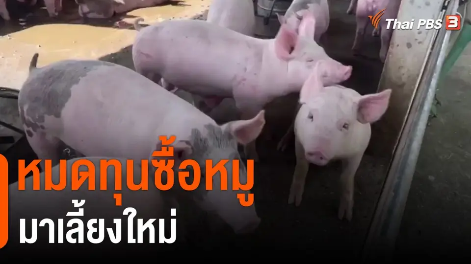 หมดทุนซื้อหมูมาเลี้ยงใหม่